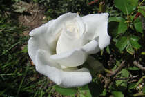 Роза "Аннапурна" (Rose Annapurna)