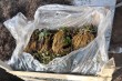 Рассада клубники фриго. Питомник Внуково
